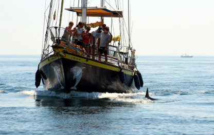 Despedidas Temptation - Alquiler de barco privado - Observando delfines benalmadena web